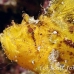 scorpionfish_leaf_db_h_0705_png2160.jpg